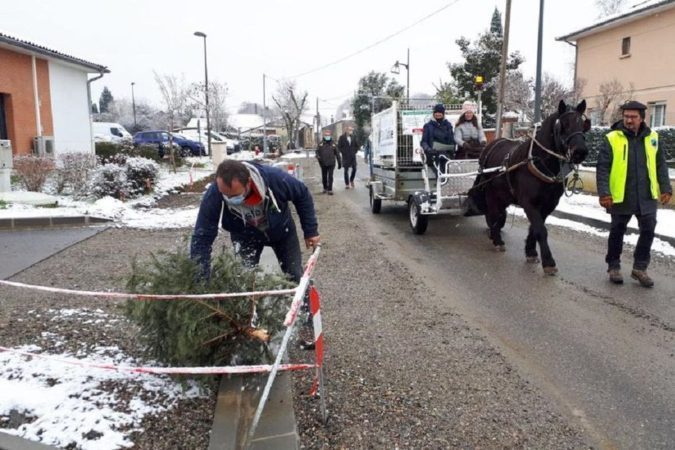 La municipalité de Bérat a organisé une collecte des sapins en charrette à cheval