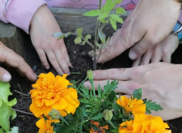 Les enfants apprennent à faire pousser les plantes