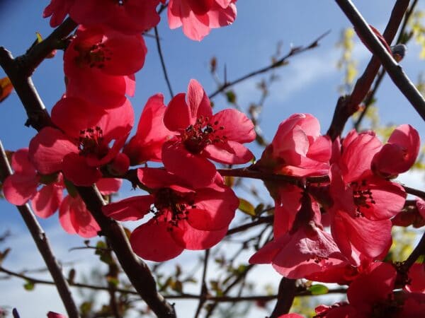 Le cognassier du Japon, un bijou dans le jardin, messager du printemps.