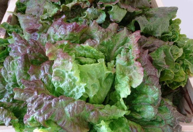 Au potager, on peut récolter des salades quasiment toute l'année.