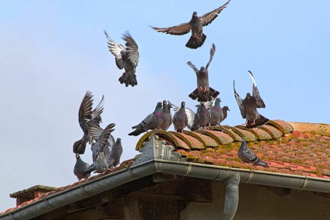 Les pigeons dans les villes oui, mais à Aurignac trop c'est trop.