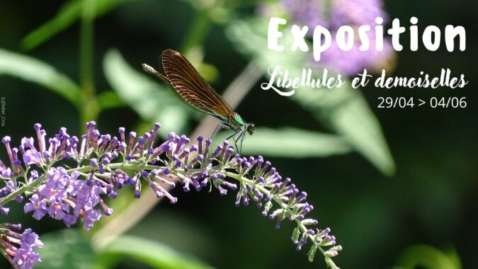 Exposition libéllules et demoiselles