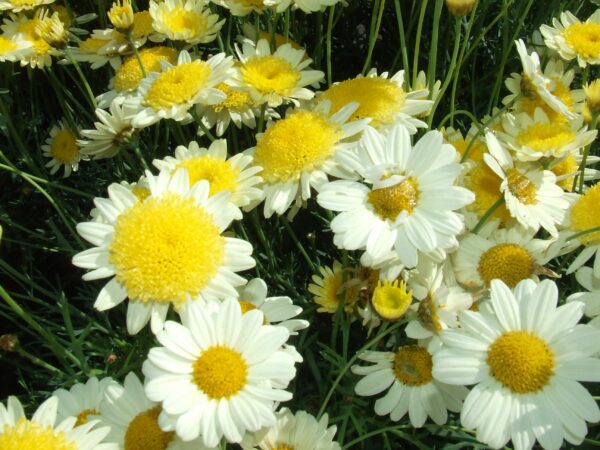 La prochaine foire aux fleurs se tiendra le premier samedi du mois de mai à Castelnau Magnoac.