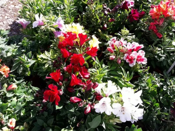 Un beau jardin ça se mérite et le jardinier ne ménage pas sa peine, mais quel bonheur d'en profiter ensuite.