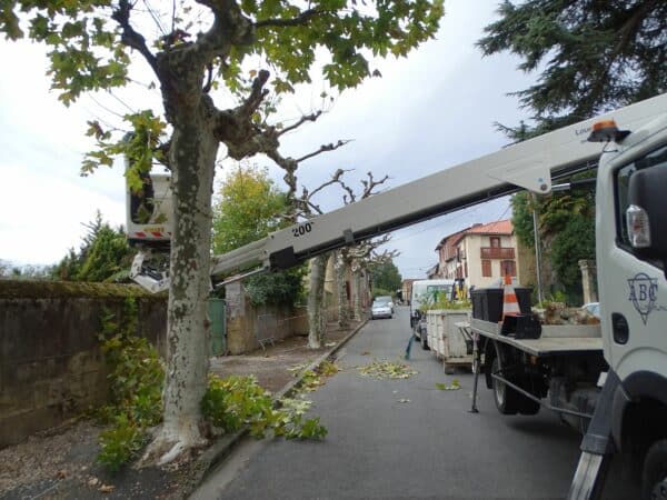 Les agents techniques de la municipalité de Boulogne procèdent à l'élagage des arbres situé sur le domaine public.