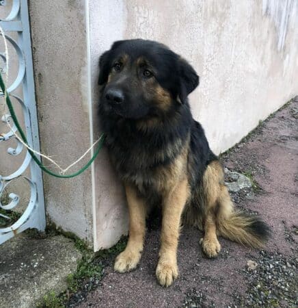 Ce chien a été trouvé par la Gendarmerie de Boulogne.
