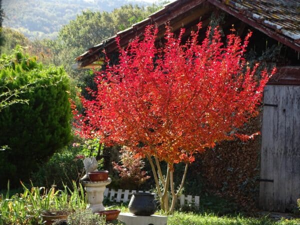 La floraison estivale (préparée par la taille d'hiver) n'est pas la seule splendeur du lagerstroémia, son feuillage d'automne est somptueux.