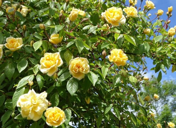 Pour une floraison luxuriante des rosiers cet été, taillez-les maintenant.