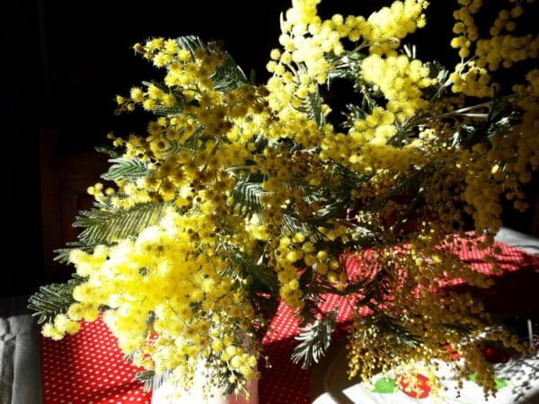 Les bouquets de mimosa en fin d'hiver illuminent et embaument la maison.