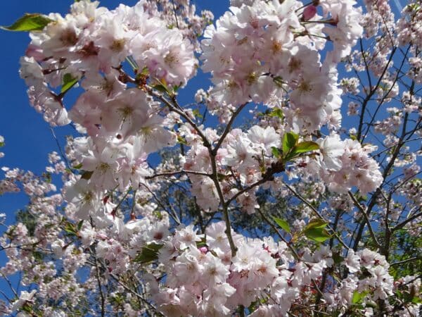 Une des plus somptueuses floraisons du monde végétal, celle des cerisiers du Japon au printemps.