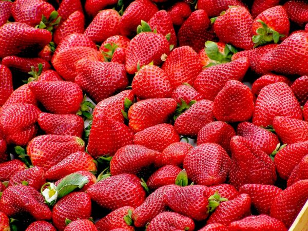 La fête de l'écotourisme aura le parfum des fraises cette année à L'Isle en Dodon.
