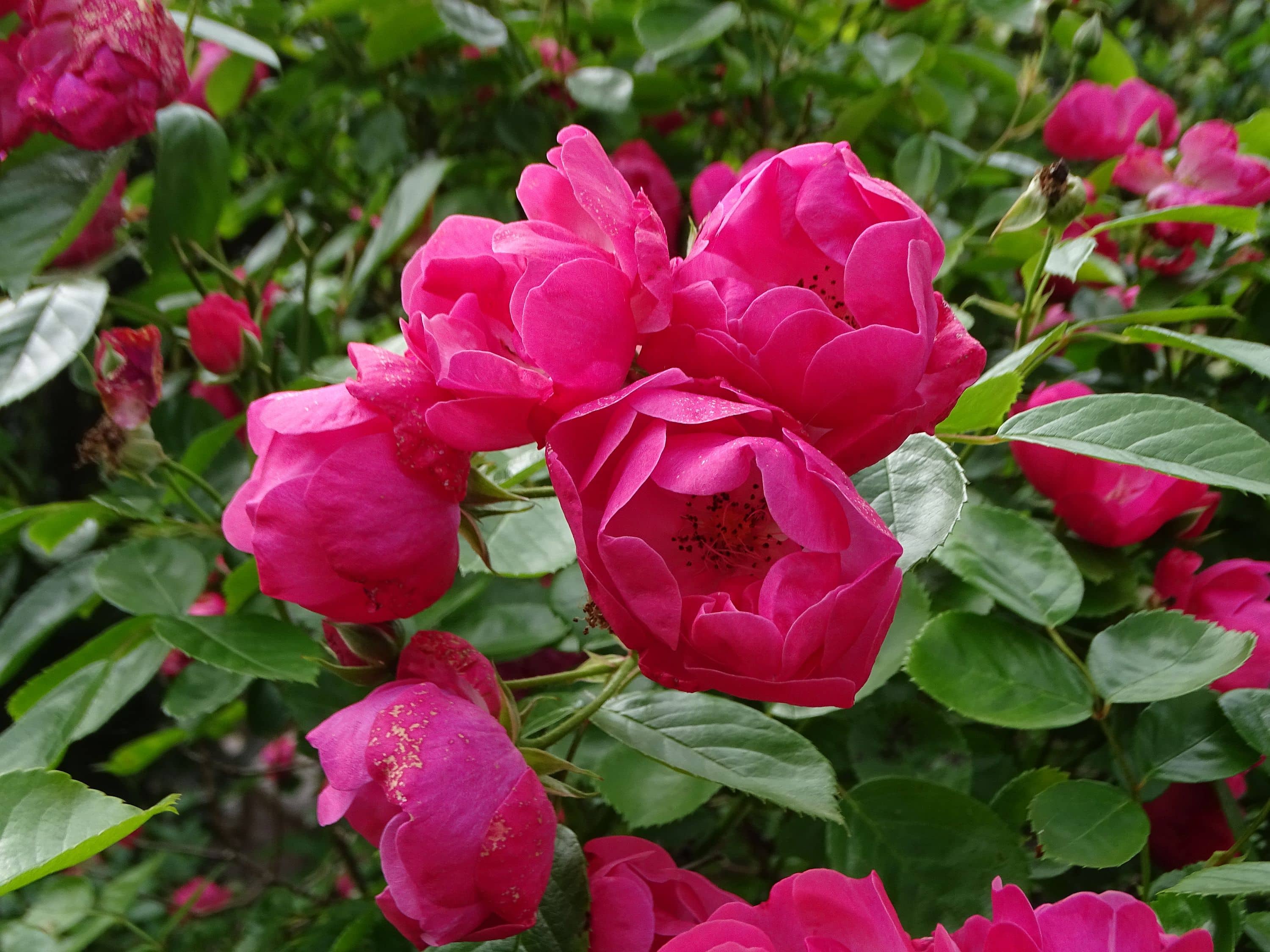 beau jardin de roses rouges