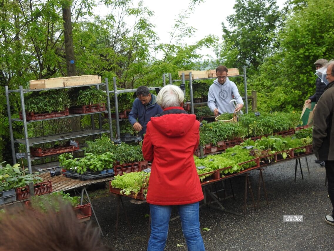 marché Montégut B. (1) Petite