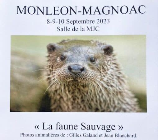 La faune sauvage exposée à la MJC de Monléon Magnoac, à ne pas manquer.