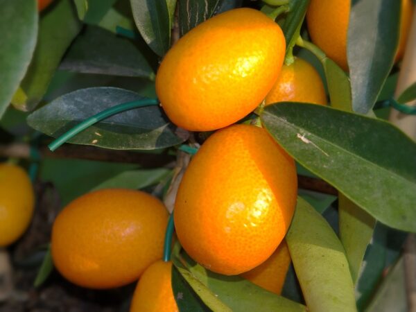 Le kumquat, un trésor de gourmandise et de beauté.
