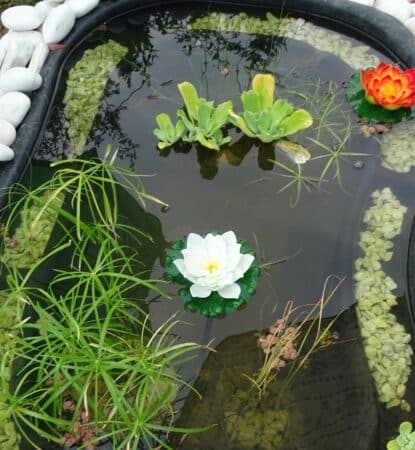 Février sera le mois des zones humides. Même tout petit, un bassin au jardin est précieux pour la biodiversité.